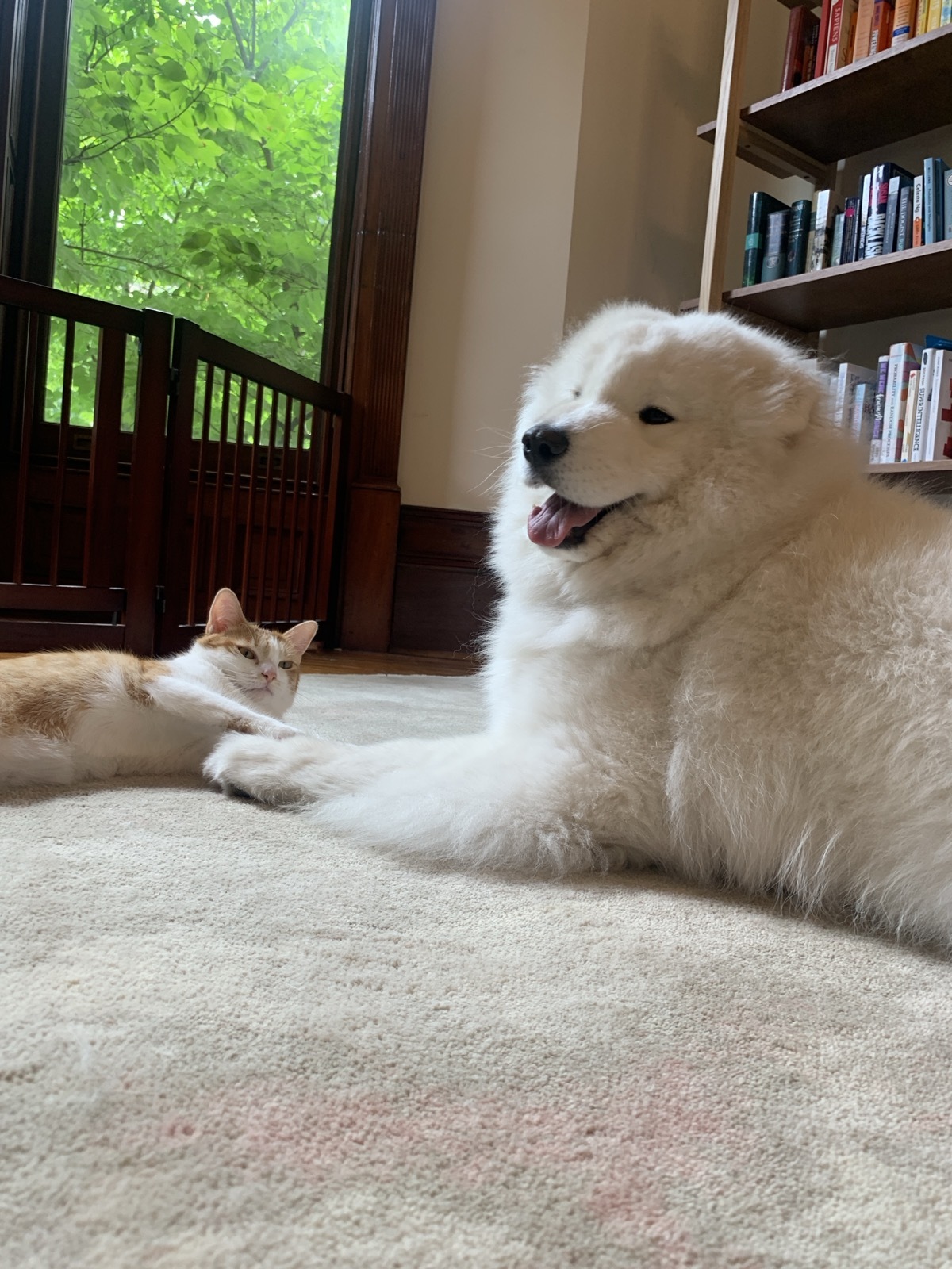 Our dog Ella and cat Clementine at home